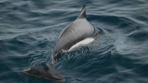 images_044